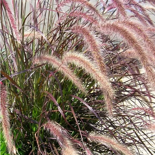 Pennisetum pourpre - Le pot de 5 litres