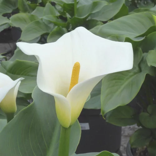 Arum Blanc. Le pot de 35 cm