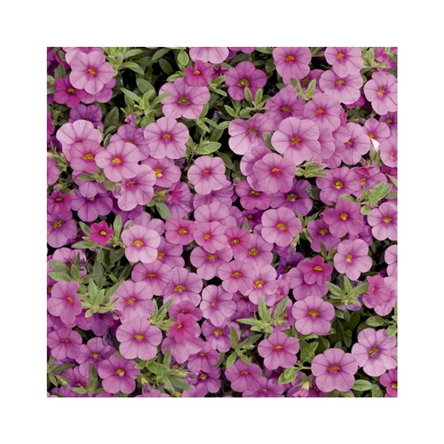 Calibrachoa duo rose & blanc - Le pack de 6 plants