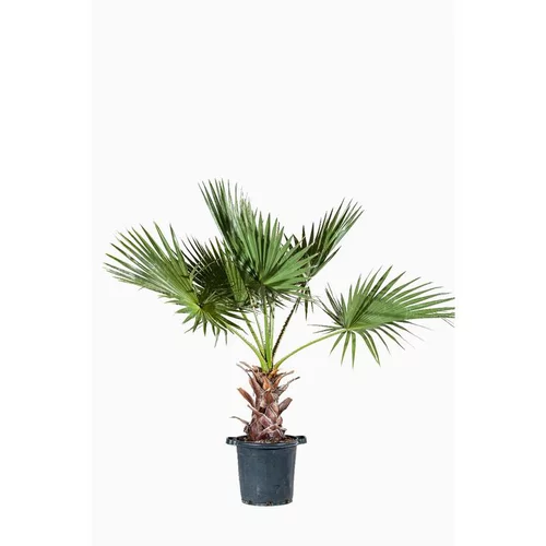 Washingtonia Robusta ou Palmier du Mexique 50/60 cm en pot de 50 L