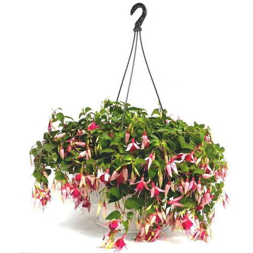 Fuchsia à fleurs multicolores - La suspension de 6 litres