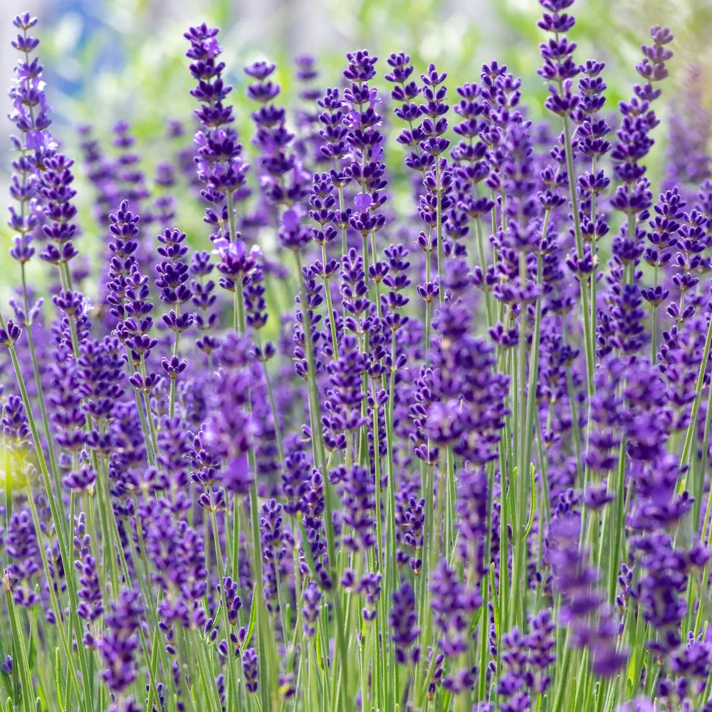 Lavande vraie Hidcote Lavandula angustifolia Hidcote
