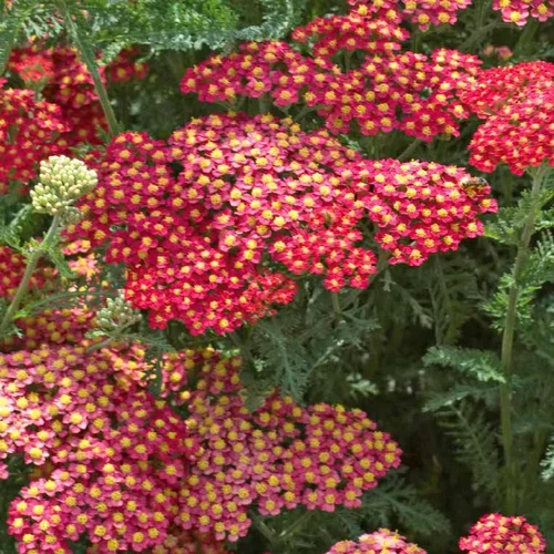 Achillea Millefolium Milly Rocky Red (Rouge). Le pot de 4 litres