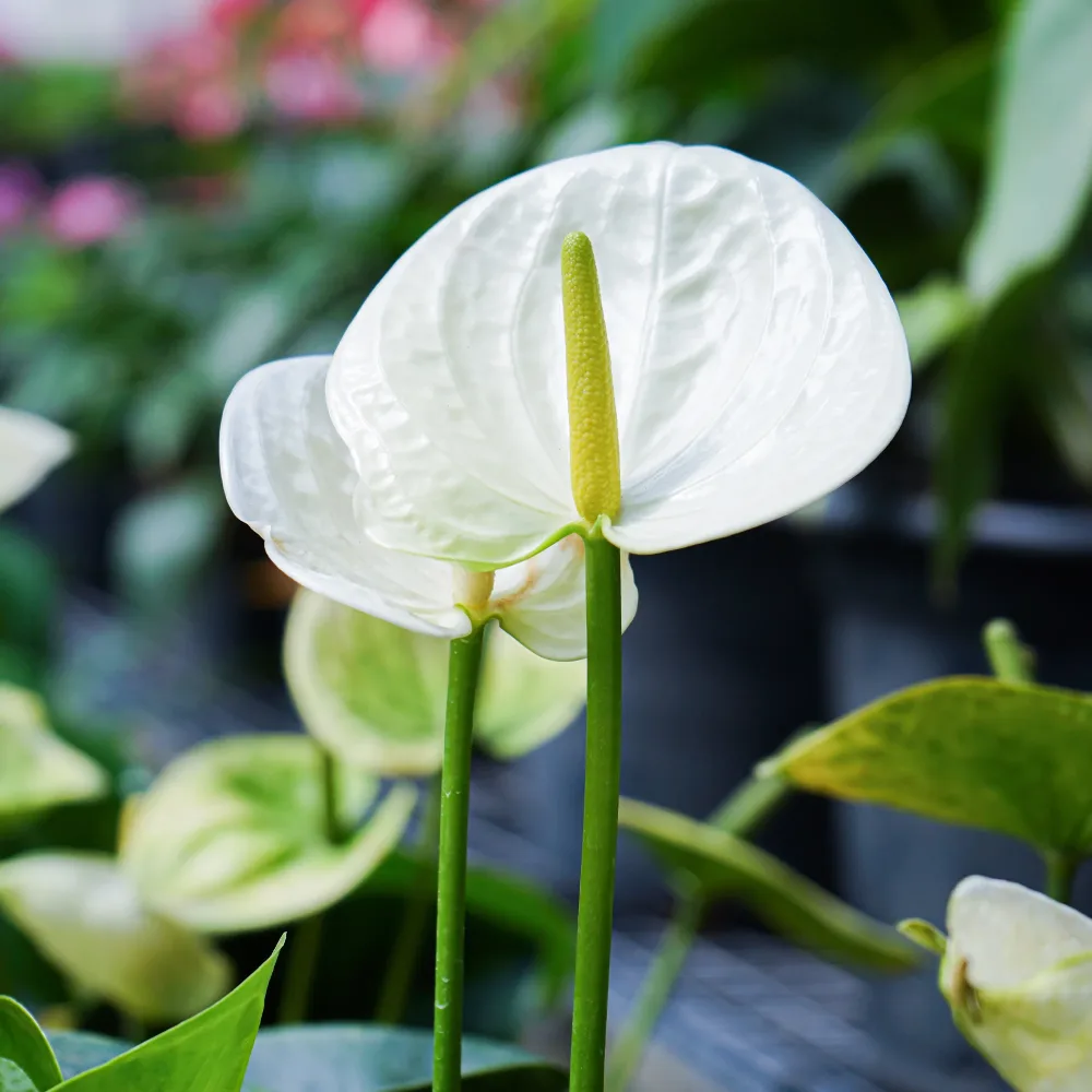Anthurium blanc Anthurium White Champion