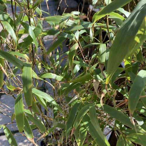 Bambou Fargesia Rufa vert. Le pot de 10 litres