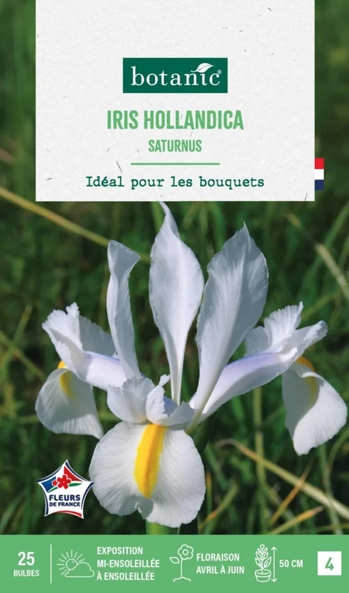 Iris hollandica saturnus en mélange botanic® - 25 bulbes