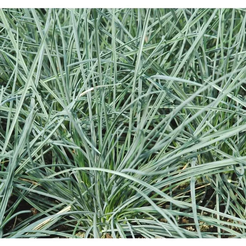 Fétuque intense blue en pot de 2 L