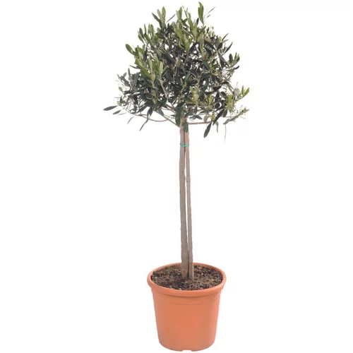 Olivier d'Europe sur tige en pot de 30L - 150 à 160 cm de hauteur