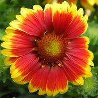 Gaillarde vivace - Le pot de 4 litres
