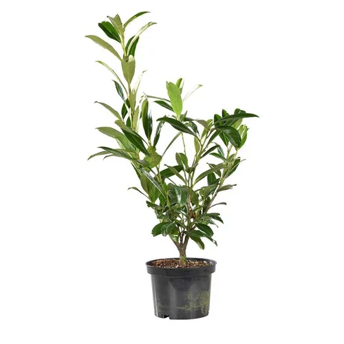 Laurier cerise (Laurier palme) Rotundifolia vert. Le pot de 3 litres