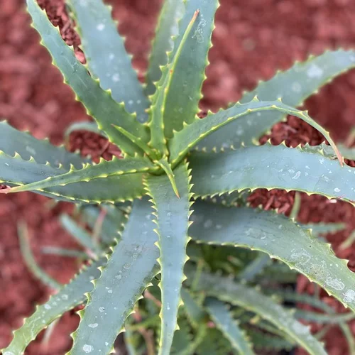Aloé arborescens. Le pot de 3 litres