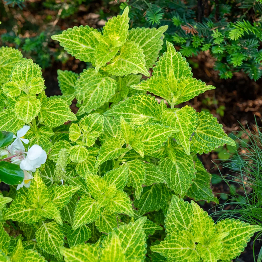 Coleus Electric Lime Coleus Electric Lime