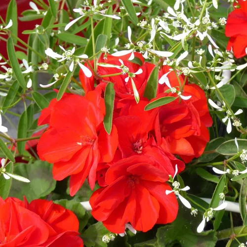 Composition de Géranium Calliope et Euphorbe à fleurs. Le pot de 4,5 litres