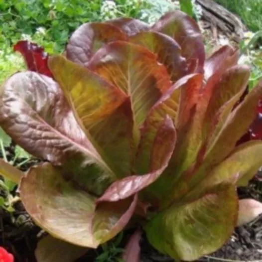 Graines bio de Laitue romaine Rouge d'hiver