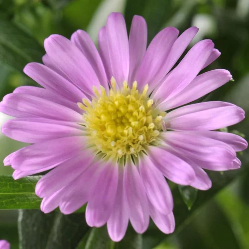 Aster - La coupe de 27 cm