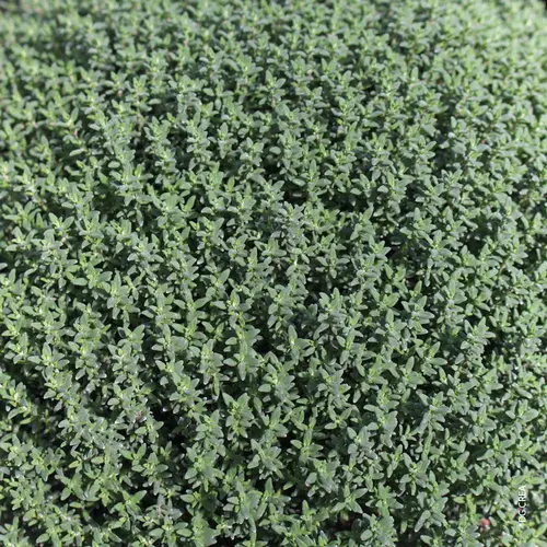 Thym commun. Le pot de 10,5 cm