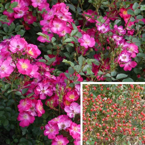 Rosier Lupo – Pot anis de 4L