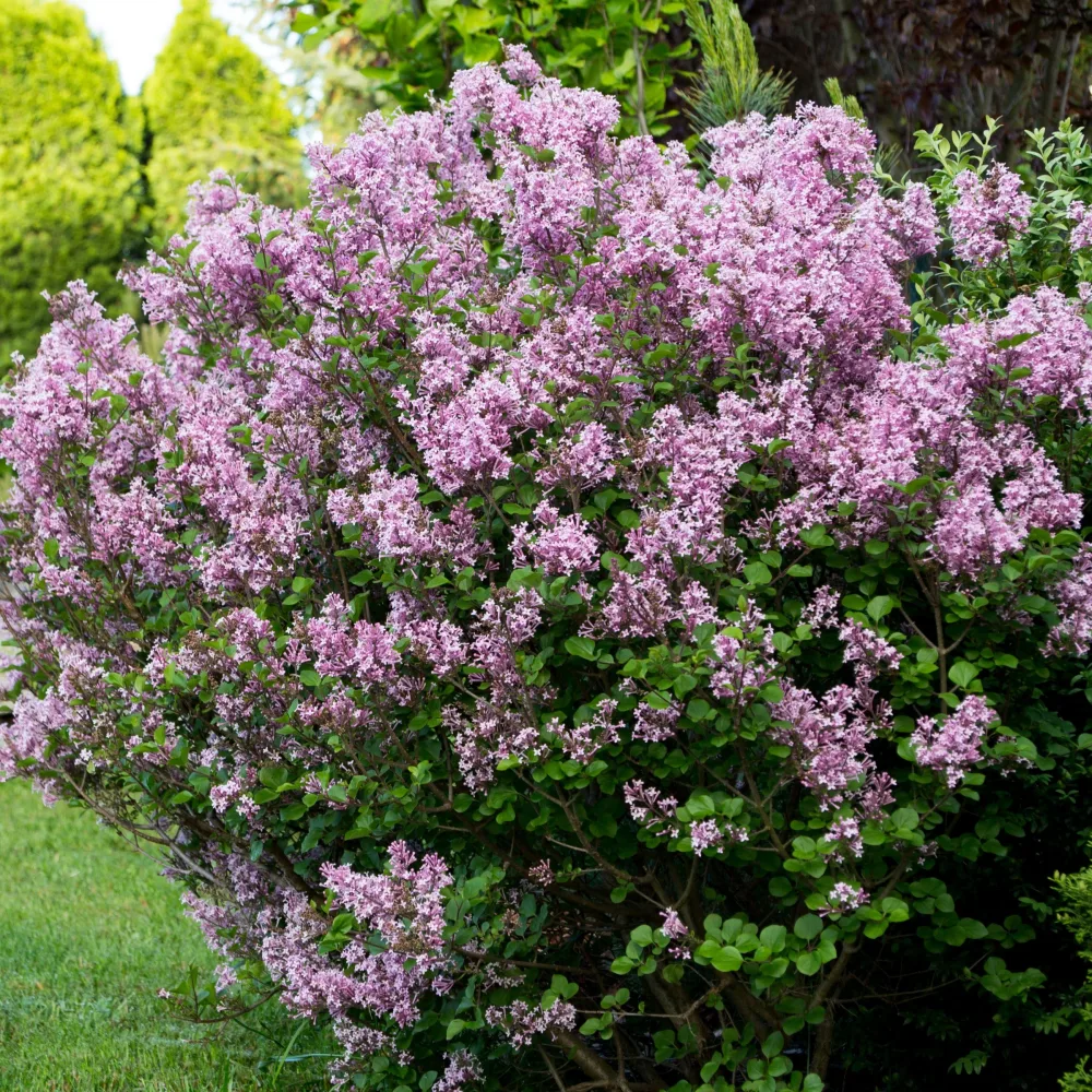 Lilas Prince Charmant Syringa microphylla Prince Charming