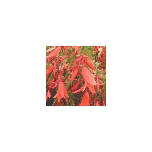 Bégonia boliviensis - Le pot de 2,5 litres