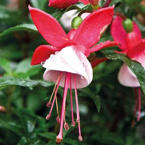 Fuchsia Mme Cornelissen - Le pot de 9 x 9 cm