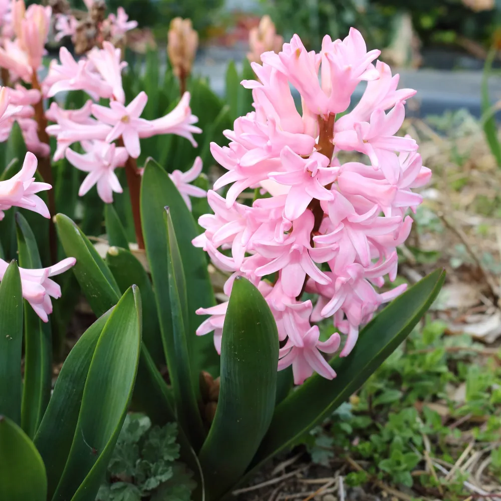 3 Jacinthes roses Hyacinthus orientalis