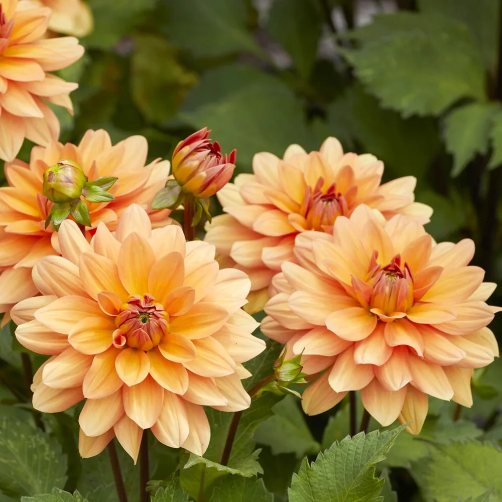 Dahlia décoratif Yelno Harmony Dahlia Yelno Harmony