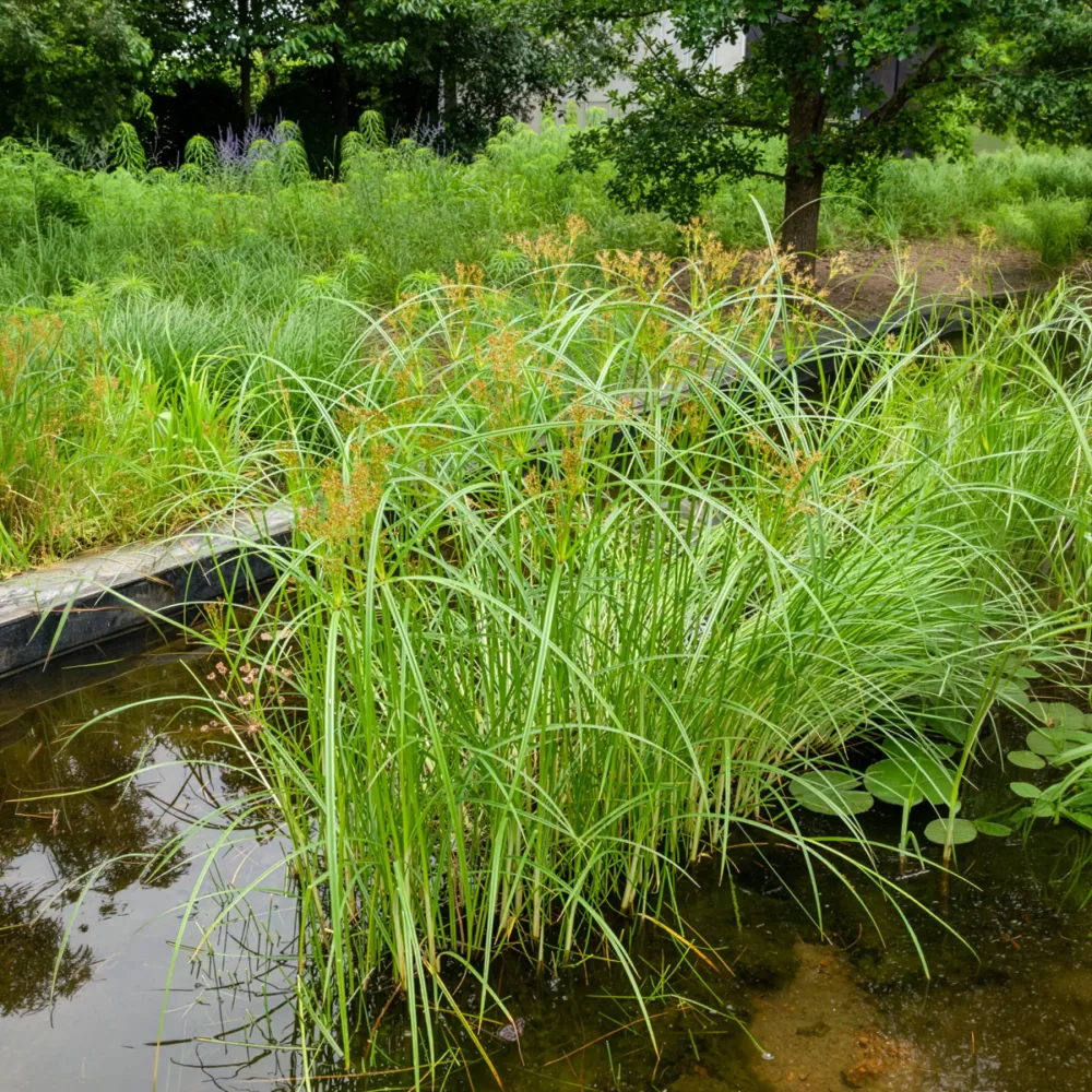 Souchet odorant Cyperus longus
