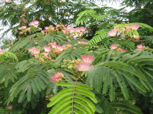 Albizia Ombrella. Le pot de 15 litres