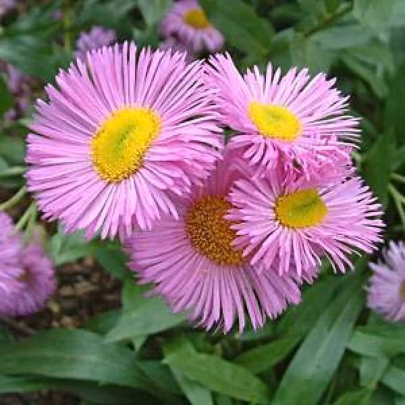 6 x Vergerette 'Rosa Jewel' – Erigeron 'Rosa Jewel', godet 9cm x 9cm