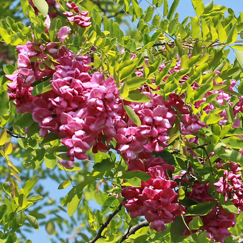 Acacia rose Robinia hispida rosea