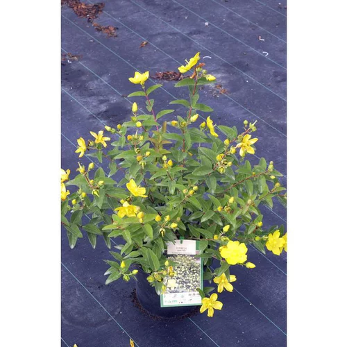 Millepertuis Hidcote (Hypericum) jaune. Le pot de 4 litres