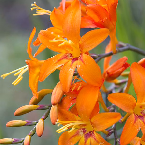 6 x Montbretia 'Emily McKenzie' – Crocosmia 'Emily Mckenzie', godet 9cm x 9cm
