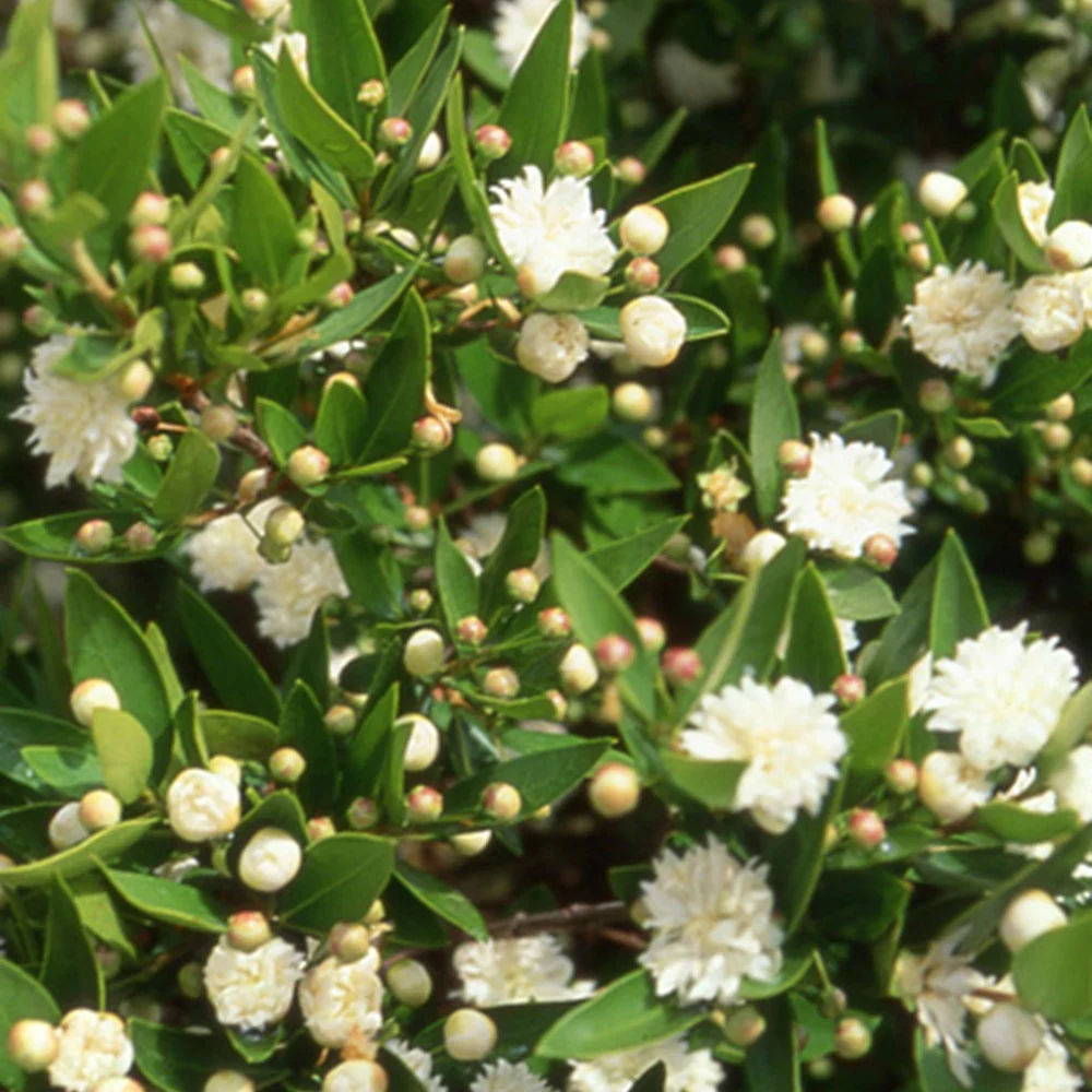 Myrte commun Flore Pleno Myrtus communis flore pleno