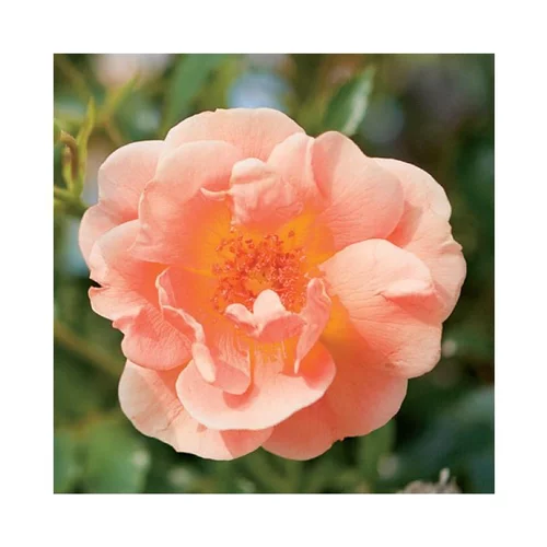 Rosier Calizia® (ROSIER CALIZIA®) Le pot de 5 litres