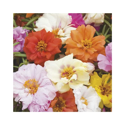Pourpier à fleurs doubles - Le pack de 6 plants