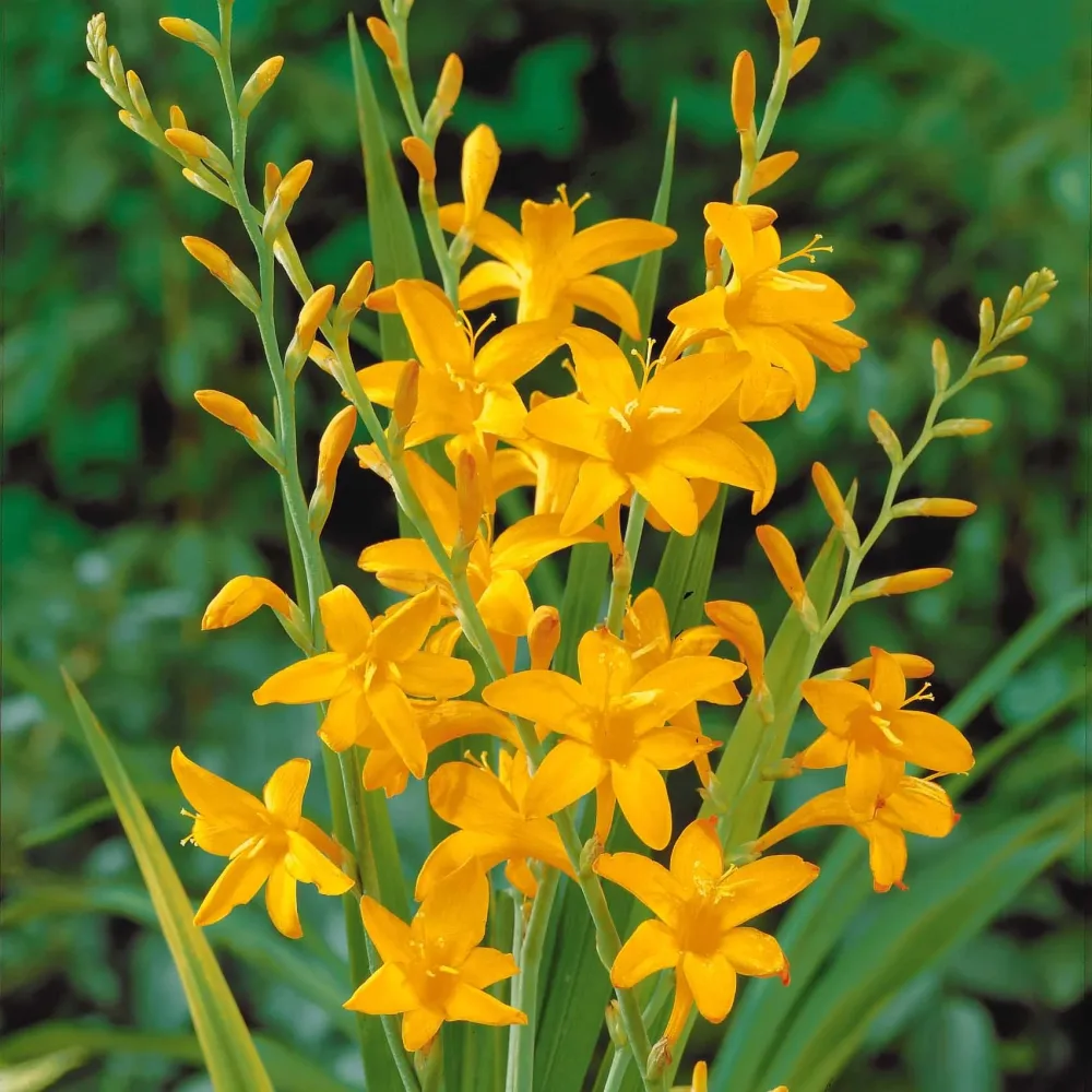 15 Crocosmias jaunes Crocosmia norwich canary