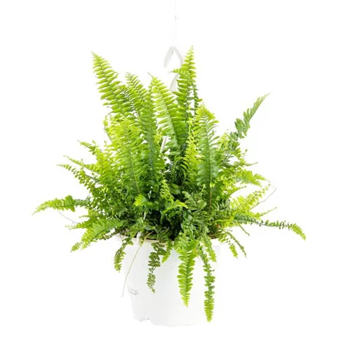 Nephrolepis suspension Ø20xH40 cm