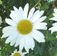 Marguerite naine - Le pot de 1 litre