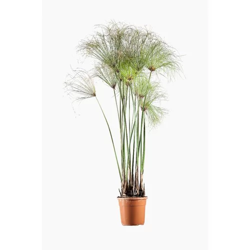 Cyperus Papyrus en pot de 3 L vert