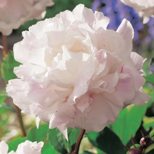 Pivoine Shirley Temple - Le pot de 1 litre