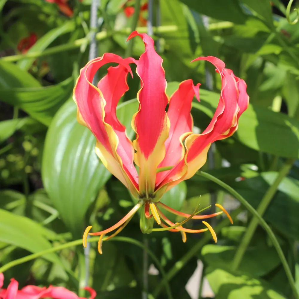 Gloriosa Carsonii - Lis de Malabar Gloriosa Carsonii