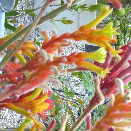 Anigozanthos X Fire (Orange) - Le pot de 4 litres