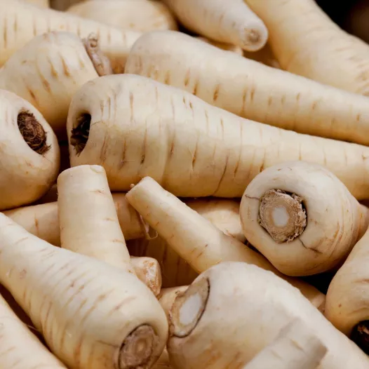 Panais neige du Nord biologique et reproductible