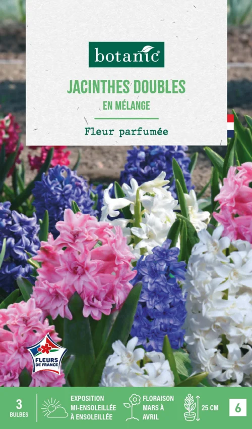 Jacinthe double en mélange botanic® - 3 bulbes