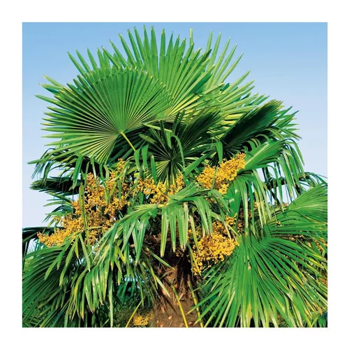 Palmier de Chine - pot 20 L