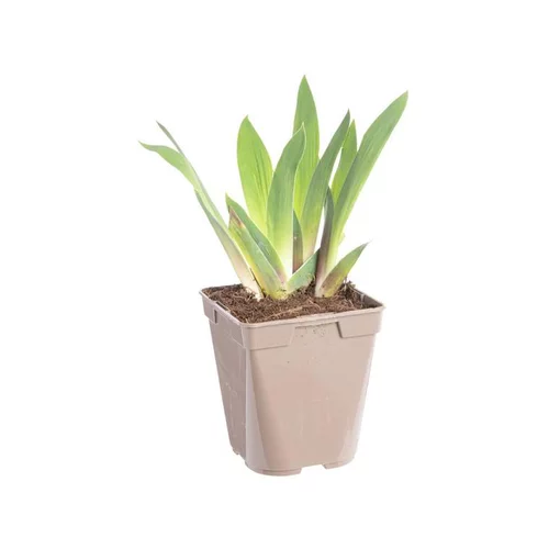 Iris des jardins Ocelot - Le pot de 2 litres