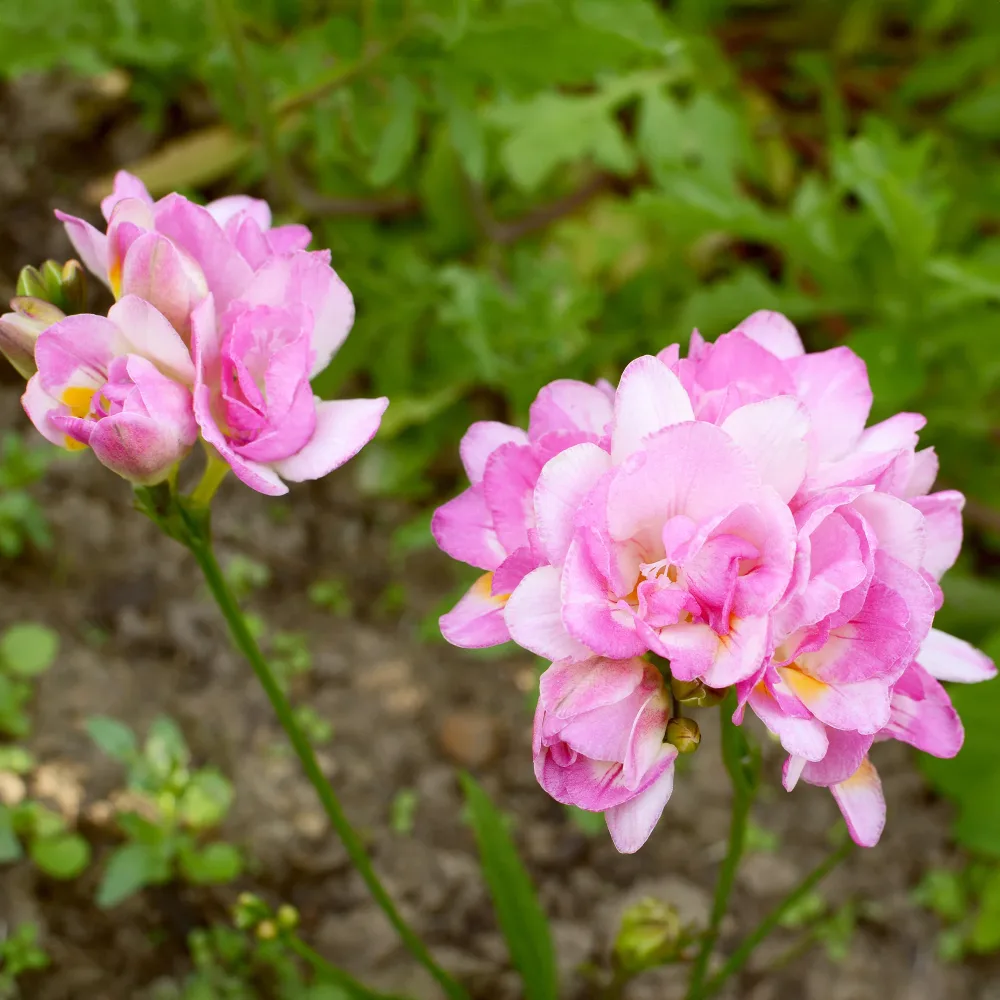 25 Freesias à fleurs doubles roses Freesia Double Rose