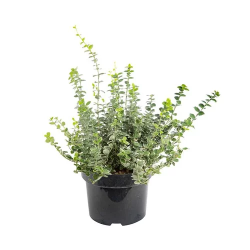 Fusain Emerald Gaiety en pot de 2 litres