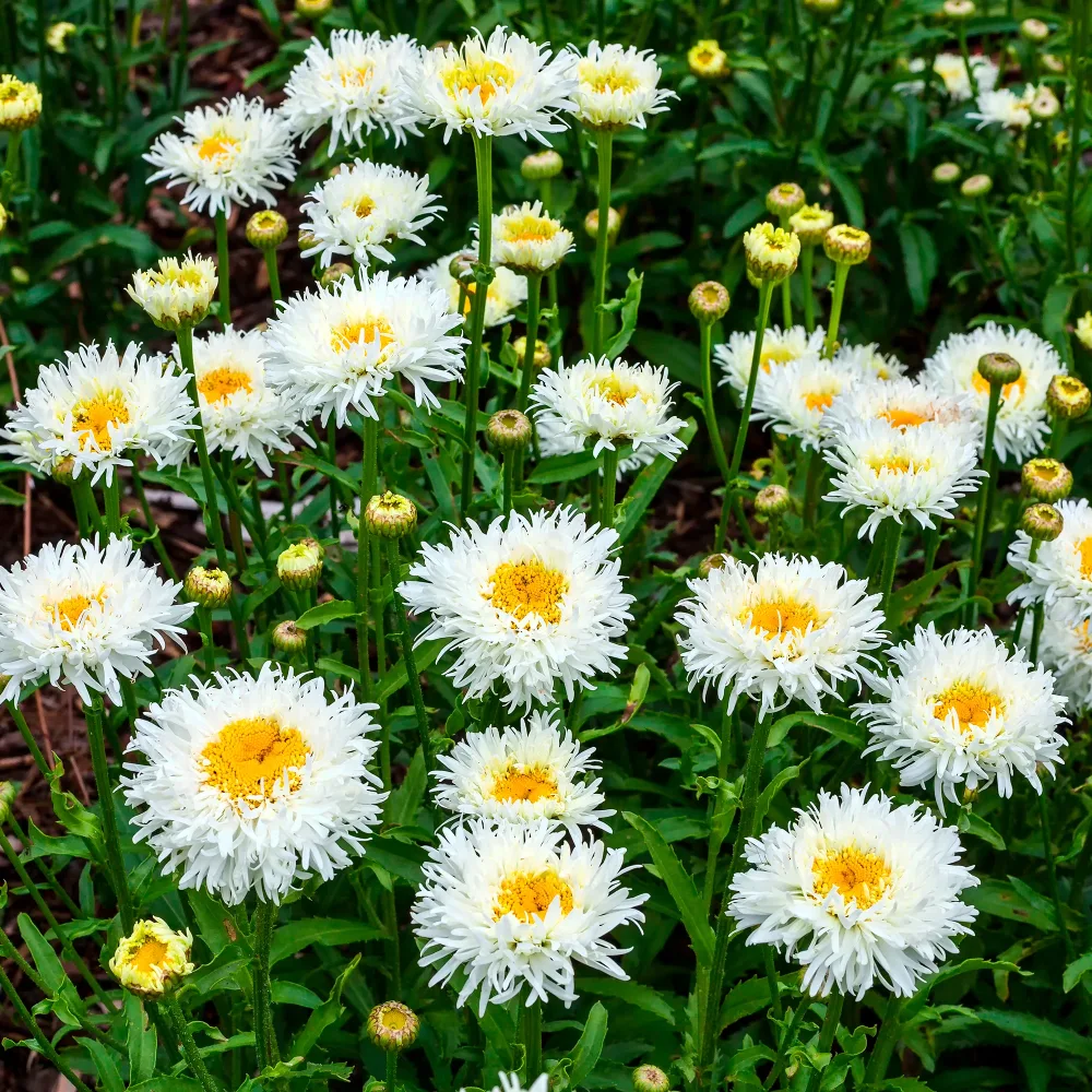 Marguerite d'été Coconut Leucanthemum superbum Coconut