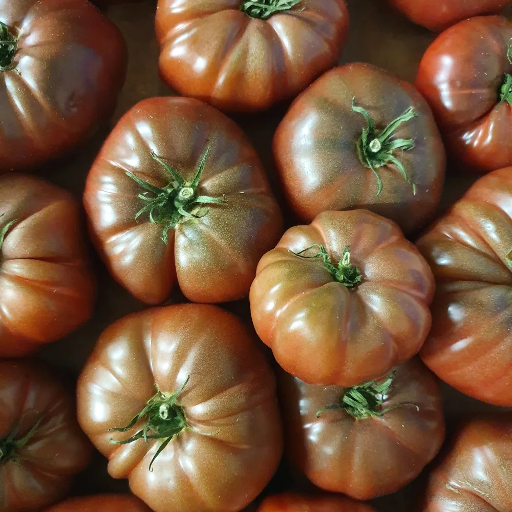 3 Plants de Tomate Noire de Crimée Solanum lycopersicum noire de crimée
